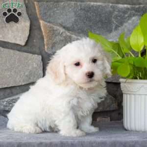 Snowy, Bichon Frise Puppy