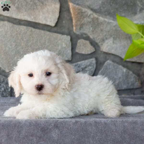 Snowy, Bichon Frise Puppy