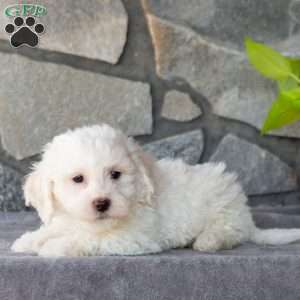 Snowy, Bichon Frise Puppy