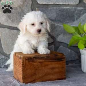 Snowy, Bichon Frise Puppy