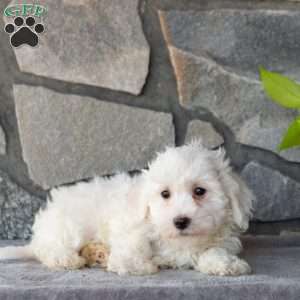 Sailor, Bichon Frise Puppy