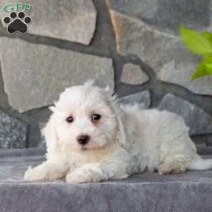 Sailor, Bichon Frise Puppy