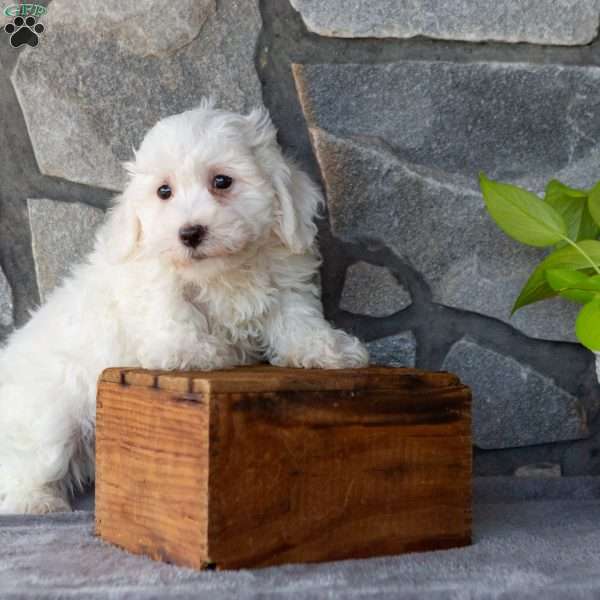 Sailor, Bichon Frise Puppy