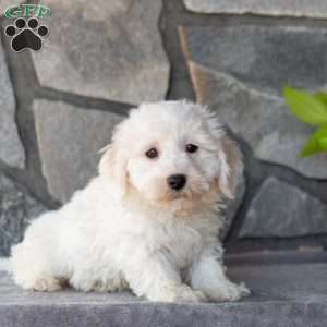 Sarge, Bichon Frise Puppy