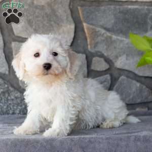 Sarge, Bichon Frise Puppy