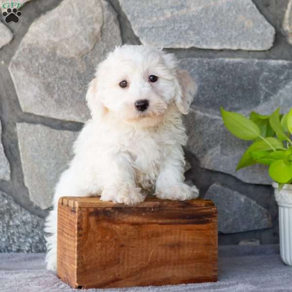 Sarge, Bichon Frise Puppy