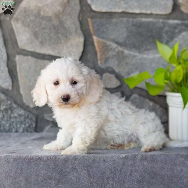 Sunshine, Bichon Frise Puppy