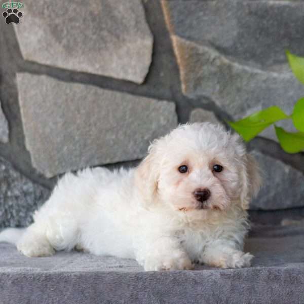 Star, Bichon Frise Puppy