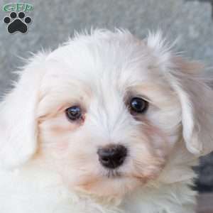 Fluffy, Maltichon Puppy