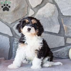 Trucker, Cavachon Puppy