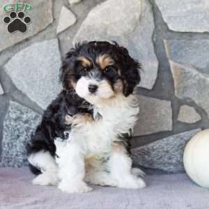 Trucker, Cavachon Puppy