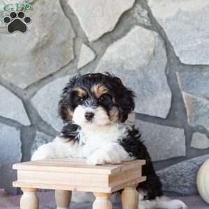 Trucker, Cavachon Puppy