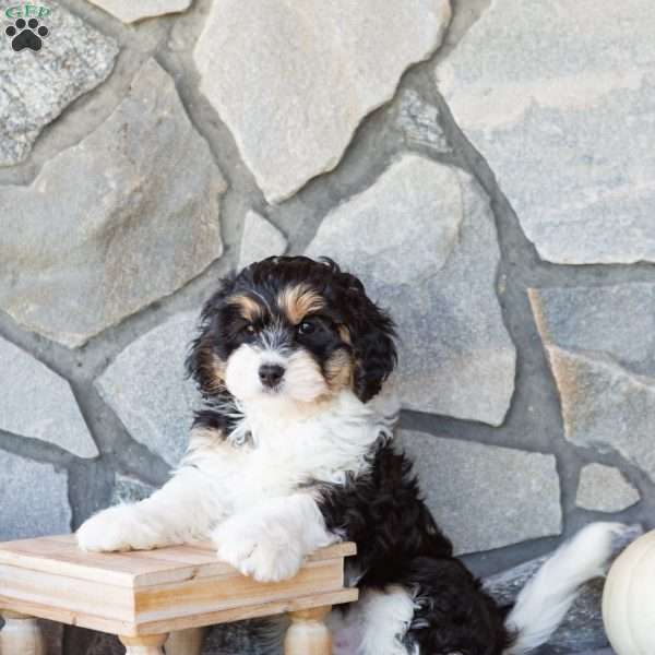 Trucker, Cavachon Puppy