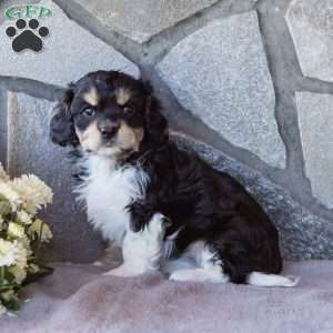 Tiny, Cavachon Puppy