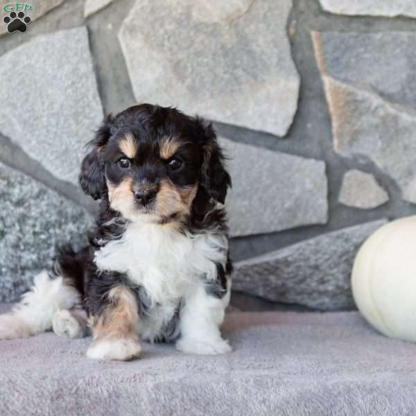 Tiny, Cavachon Puppy