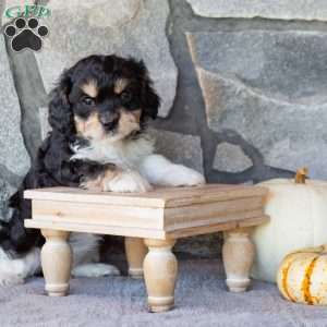 Tiny, Cavachon Puppy