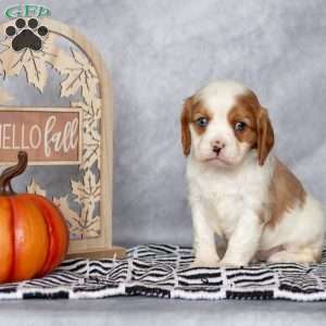 Bradley, Cavalier King Charles Spaniel Puppy