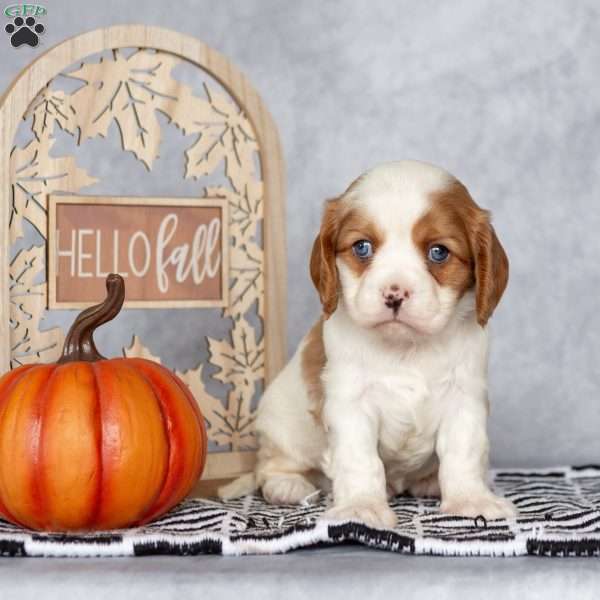 Bradley, Cavalier King Charles Spaniel Puppy