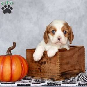 Bradley, Cavalier King Charles Spaniel Puppy