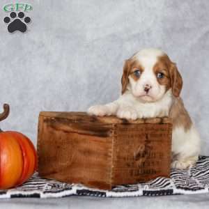 Bradley, Cavalier King Charles Spaniel Puppy