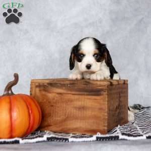 Bella, Cavalier King Charles Spaniel Puppy