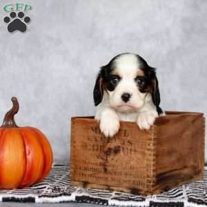 Bella, Cavalier King Charles Spaniel Puppy