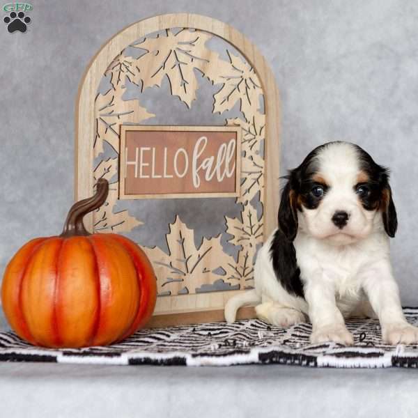 Bella, Cavalier King Charles Spaniel Puppy