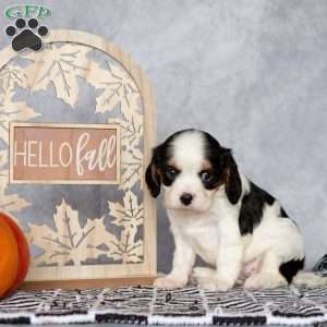 Bella, Cavalier King Charles Spaniel Puppy