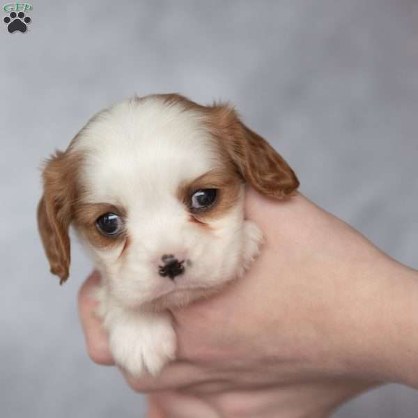 Bubbles, Cavalier King Charles Spaniel Puppy