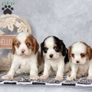 Bella, Cavalier King Charles Spaniel Puppy