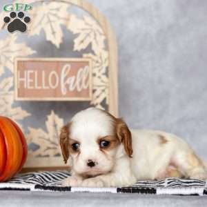 Bubbles, Cavalier King Charles Spaniel Puppy