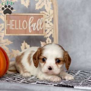 Bubbles, Cavalier King Charles Spaniel Puppy