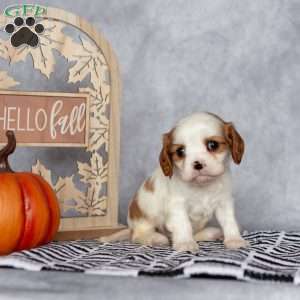 Bubbles, Cavalier King Charles Spaniel Puppy