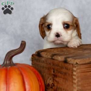 Bubbles, Cavalier King Charles Spaniel Puppy