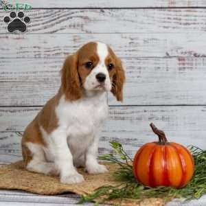 Rufus, Cavalier King Charles Spaniel Puppy