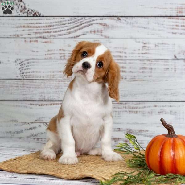 Rufus, Cavalier King Charles Spaniel Puppy