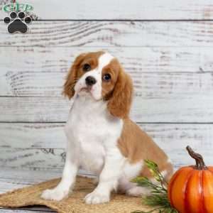 Rufus, Cavalier King Charles Spaniel Puppy