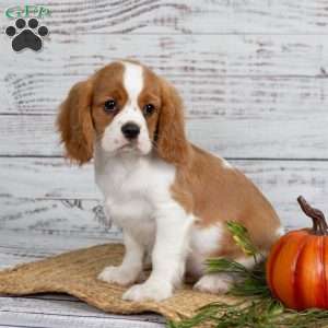 Rufus, Cavalier King Charles Spaniel Puppy