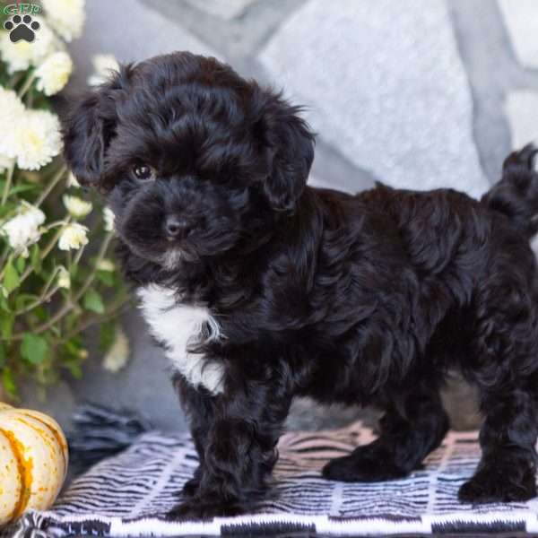 Oliver, Yorkie Poo Puppy