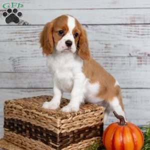 Rufus, Cavalier King Charles Spaniel Puppy