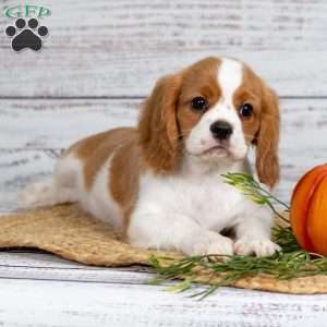 Rufus, Cavalier King Charles Spaniel Puppy