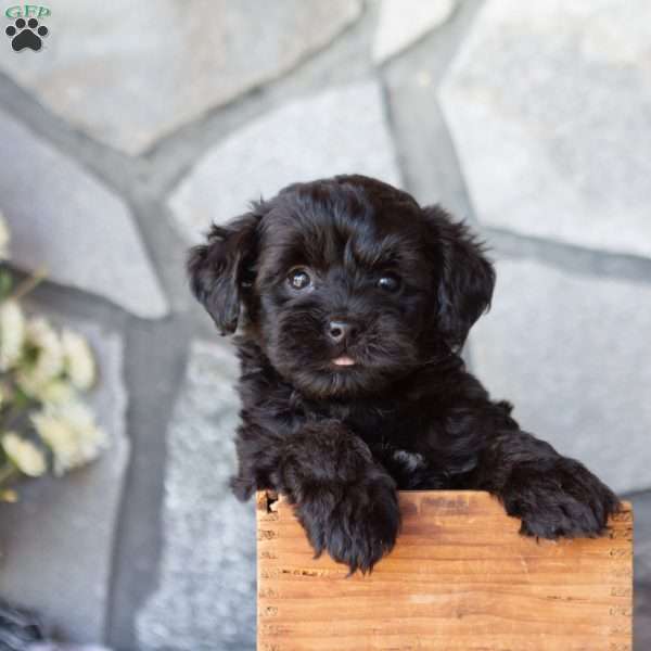 Oscar, Yorkie Poo Puppy