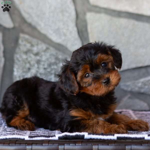 Olivia, Yorkie Poo Puppy