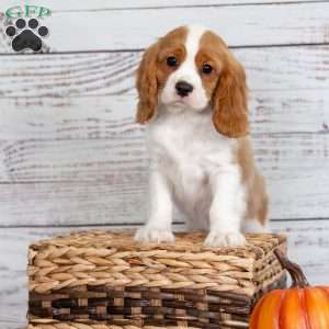 Reggie, Cavalier King Charles Spaniel Puppy