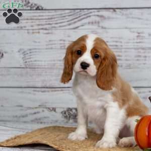 Reggie, Cavalier King Charles Spaniel Puppy