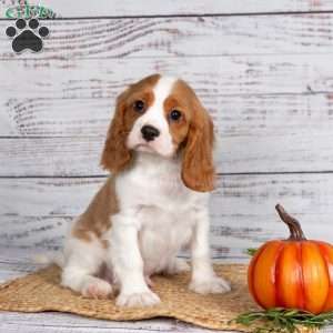 Reggie, Cavalier King Charles Spaniel Puppy