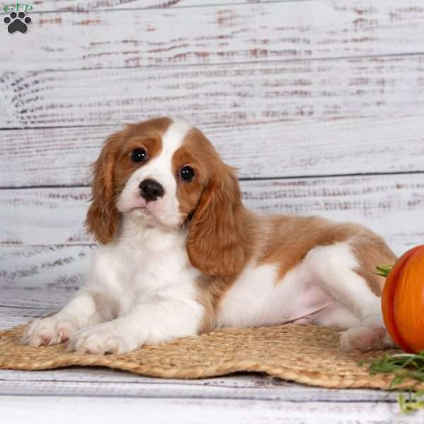 Reggie, Cavalier King Charles Spaniel Puppy