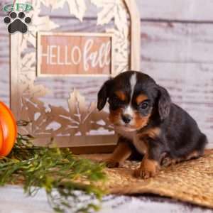 Arther, Cavalier King Charles Spaniel Puppy