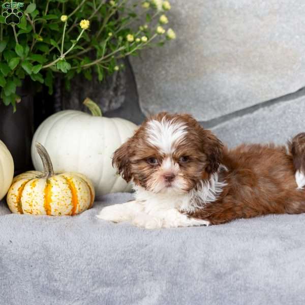 Cinnamon, Shih Tzu Puppy