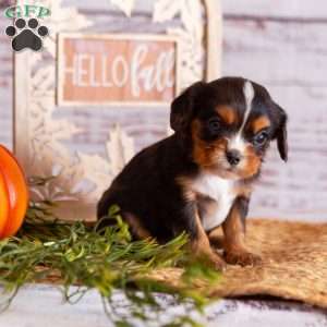 Arther, Cavalier King Charles Spaniel Puppy